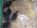 Prémium nevelésű, Gumboro ellen oltott Ayam Cemani jellegű díszcsibék kotlósok alól eladók
