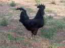 Prémium nevelésű, Gumboro ellen oltott Ayam Cemani jellegű díszcsibék kotlósok alól eladók