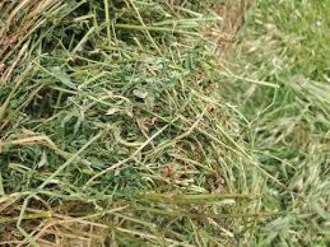 Lucerna körbála eladó