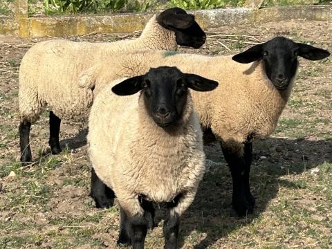 Suffolk jerke bárány juh birka Suffolk jerke bárány juh birka