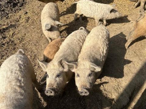 Tisztavérű mangalica malacok, süldők Tisztavérű mangalica malacok, süldők