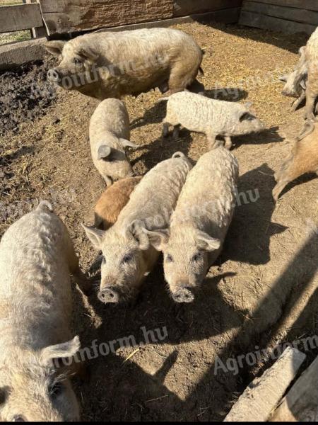 Tisztavérű mangalica malacok, süldők