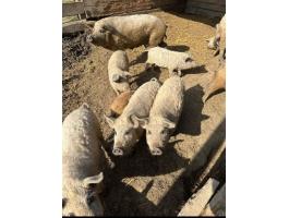 Tisztavérű mangalica malacok, süldők