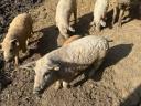 Tisztavérű mangalica malacok, süldők