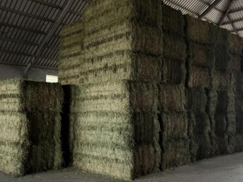 Lucernaszena,  lucernabala,  lucerna