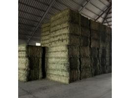 Lucernaszena,  lucernabala,  lucerna