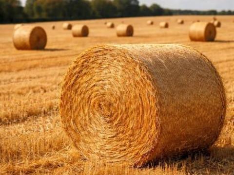 Búza és árpa szalmát vásárolnék rendről Búza és árpa szalmát vásárolnék rendről