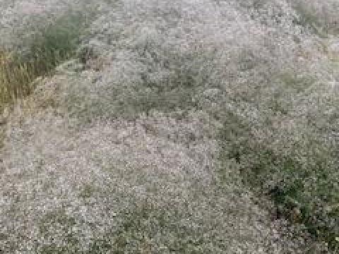 Rezgő, fátyolvirág nagy tételben eladó