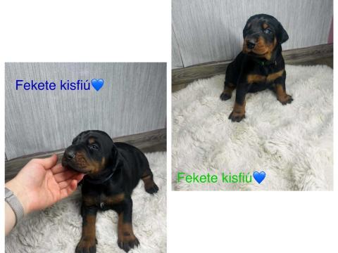 Eladó Dobermann Eladó Dobermann