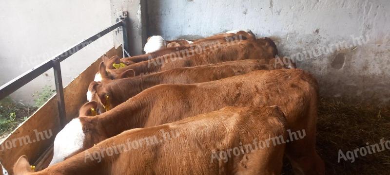 6 db limuzin borjú