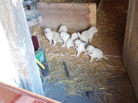 Kuvasz jellegű Kuvasz jellegű