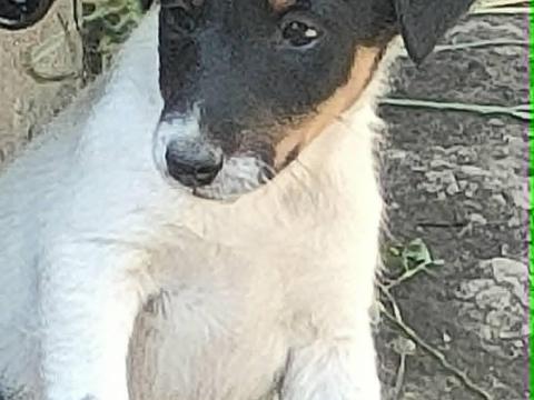 Foxterrier kölykök