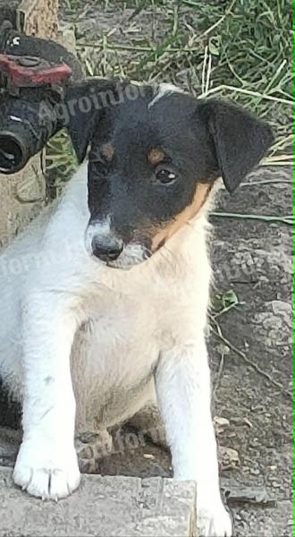 Foxterrier kölykök
