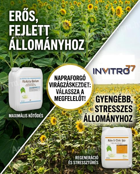 Fitonatur Bórium lombtrágya: a maximális hozam záloga erős napraforgóállományokhoz