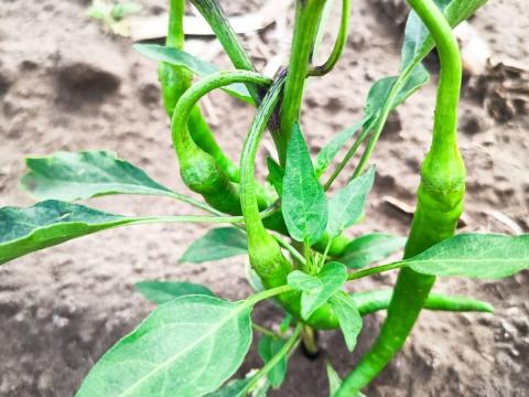 Paprika, paradicsom, dinnye Paprika, paradicsom, dinnye
