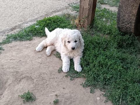 Kuvasz kölykök