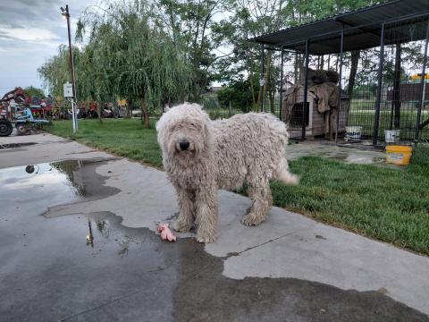 Komondor Komondor