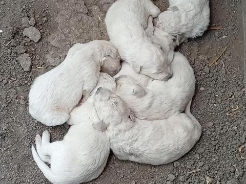 Kuvasz kiskutyák