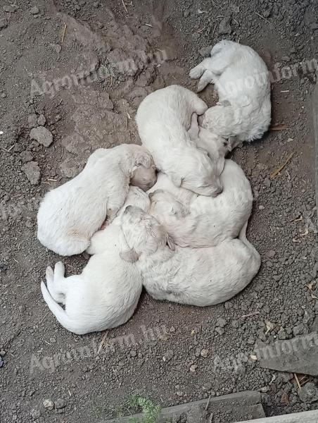 Kuvasz kiskutyák