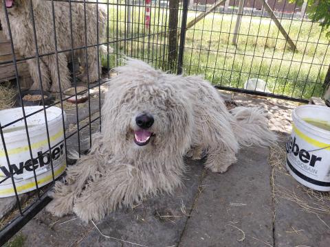 Komondor Komondor