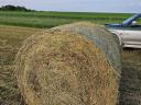 Eladó 200 db első kaszálású lucernabála