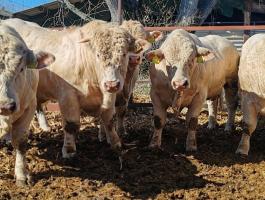 Charolais tenyészbikák eladók