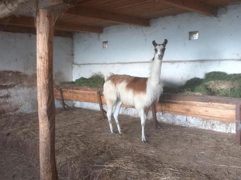 Láma eladó Láma eladó