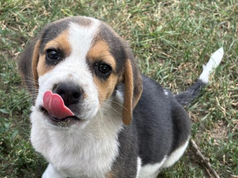 Tricolor beagle kiskutya Tricolor beagle kiskutya