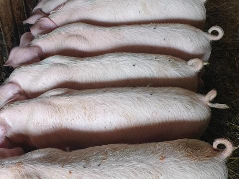 Eladó 9 db szép süldő malac Eladó 9 db szép süldő malac