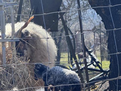 Racka birkák Racka birkák