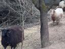 Racka birkák