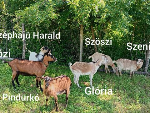 Kecskék eladók Kecskék eladók