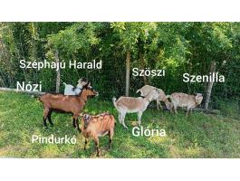 Kecskék eladók
