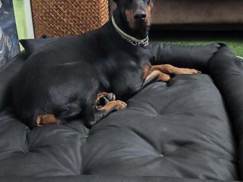 Dobermann törzskönyvezett oltott szuka gyerekeket nagyon szerető, nyugodt Budapest mellől eladó Dobermann törzskönyvezett oltott szuka gyerekeket nagyon szerető, nyugodt Budapest mellől eladó