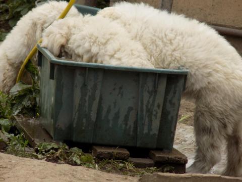 Komondor kölyök, növendék Komondor kölyök, növendék