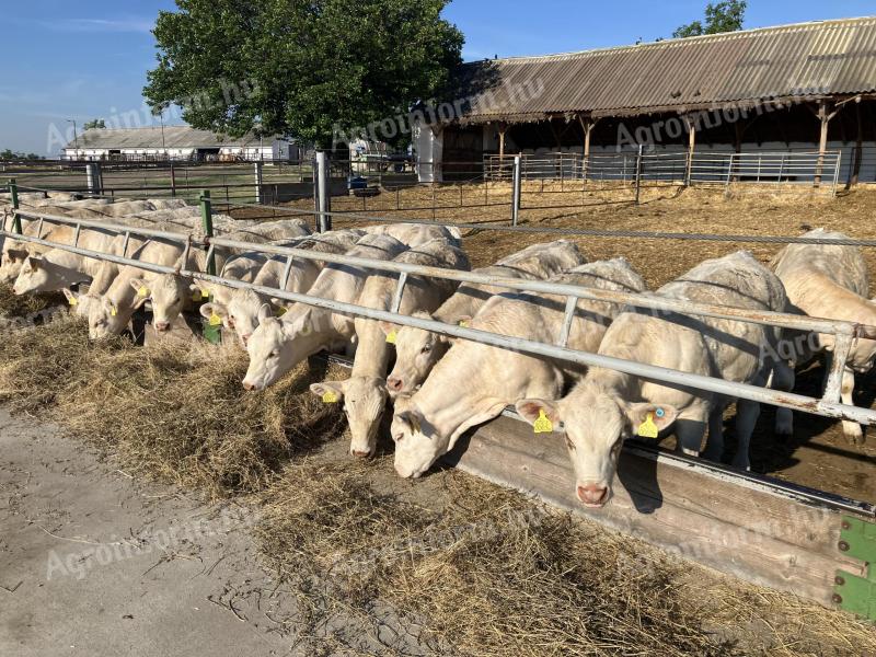 Charolais üszők eladó