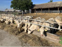 Charolais üszők eladó