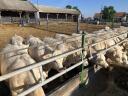 Charolais üszők eladó