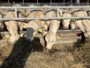 Charolais üszők eladó