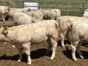 Charolais üszők eladó