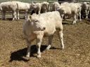 Charolais üszők eladó
