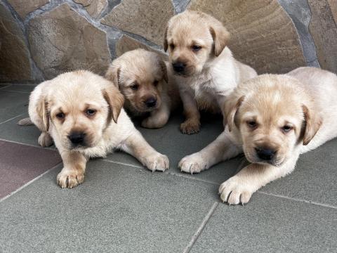 Labrador retriever jellegű kiskutyák Labrador retriever jellegű kiskutyák