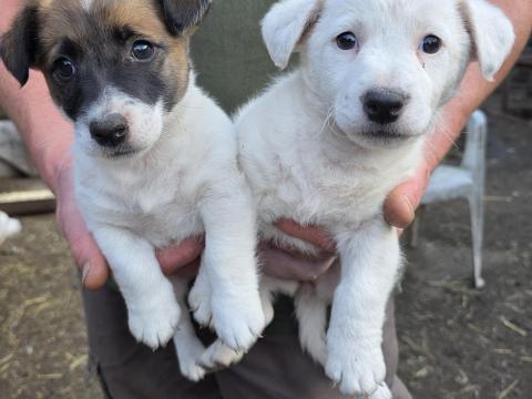 Jack russel terrier jellegű kiskutyák Jack russel terrier jellegű kiskutyák