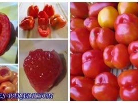 Üreges paradicsom mag Üreges paradicsom mag