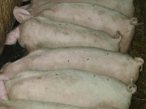 Eladó 9 db szép süldő Eladó 9 db szép süldő