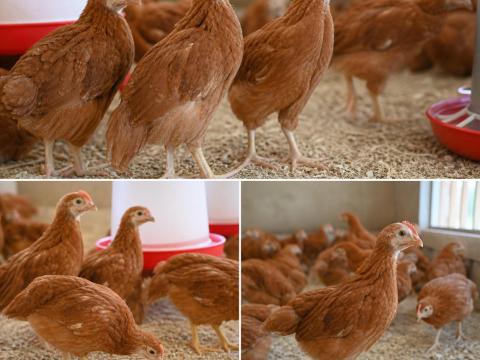 Háztáji, minőségi baromfi eladó! 2,5 kg, 16 hetes csirkék