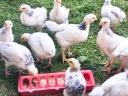 5 hetes Sussex és háztáji csibék (vegyes ivar)