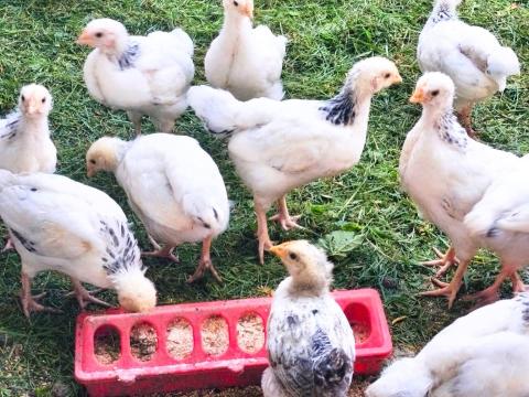 5 hetes Sussex és háztáji csibék (vegyes ivar) 5 hetes Sussex és háztáji csibék (vegyes ivar)