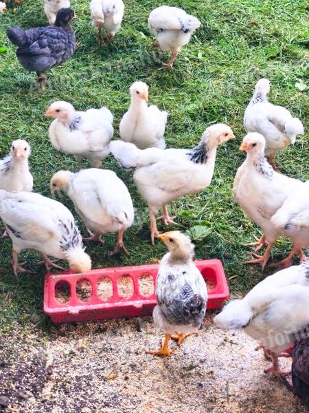 5 hetes Sussex és háztáji csibék (vegyes ivar)