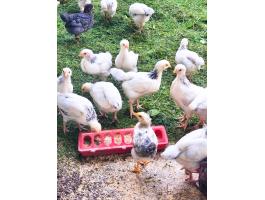 5 hetes Sussex és háztáji csibék (vegyes ivar)
